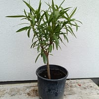 2026/03/4278-scaled.jpg Bordó (35-60 cm)