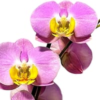 69c67686c33795f7accf14f8 Lepkeorchidea 49 cm - pasztell rózsaszín (4)