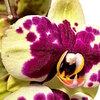 69c677c349d0c19e440b8568 Lepkeorchidea 56cm - sárgás-zöldes (5)