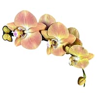 69c678df49d0c19e440b85c6 Lepkeorchidea 62 cm - barack, lazac és meleg pasztell sárga (6)