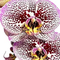 69c67a48506e0e6b8e82b4b2 Lepkeorchidea 64 cm - sötétbíbor (7)