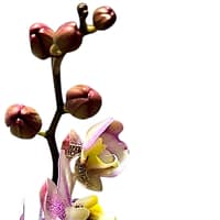 69c67d7849d0c19e440b8797 Lepkeorchidea 47 cm - márványos (10)