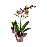 69c67d9d49d0c19e440b87a4 Lepkeorchidea 47 cm - márványos (10)