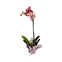 69c67e4fc33795f7accf18b7 Lepkeorchidea 46 cm - púderrózsaszín és mályva (11)