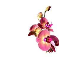 69c67e4fc33795f7accf18b8 Lepkeorchidea 46 cm - púderrózsaszín és mályva (11)