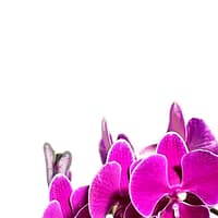 69c680a949d0c19e440b8882 Mini Lepkeorchidea 40 cm - málna (13)