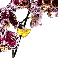 69c6815749d0c19e440b88b8 Lepkeorchidea 54 cm - mély, sötét szederlila (14)