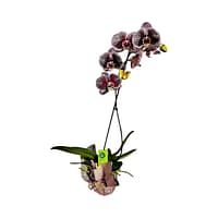 69c6817549d0c19e440b88c1 Lepkeorchidea 54 cm - mély, sötét szederlila (14)