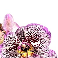 69c69b14506e0e6b8e82c1f7 Lepkeorchidea 56 cm - sötétlila (17)