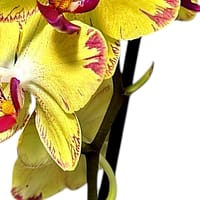 69c6b4d6506e0e6b8e82c890 Lepkeorchidea 49 cm - napsárga (21)