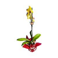 69c6b4d6506e0e6b8e82c891 Lepkeorchidea 49 cm - napsárga (21)