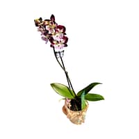 69c6b8b249d0c19e440b9ad8 Lepkeorchidea 52 cm - mély szeder-bordó (24)