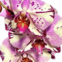 69c6bb7bc33795f7accf3104 (1) Lepkeorchidea 53 cm - Málna-Márvány (25)