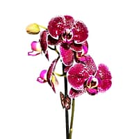 69c6c24ec33795f7accf31ea Lepkeorchidea 49 cm - bársony (26)