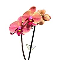 69c6cdcec33795f7accf340f Lepkeorchidea 54 cm - barack-púder (29)