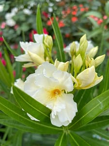 50d8880c-5145-47e3-aaff-89126a06901e