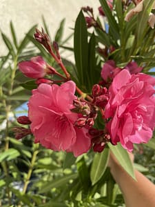 5b93a262-bd54-4703-b987-0b2b2920297c