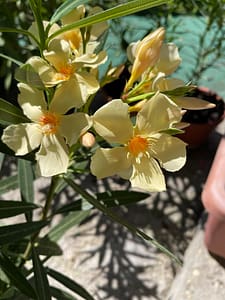 a59b249e-00ea-4c6c-be3e-8e46678bb390