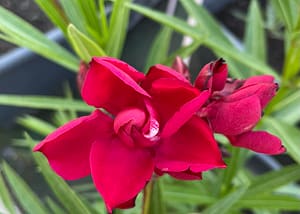 1e704407-1e4c-4e7d-bbf8-d7c9e2cca630