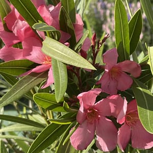 1add9f17-2652-4acb-875a-9aa7a085c1a0 Rózsaszín óriás virágú szimpla magály (35-60cm)