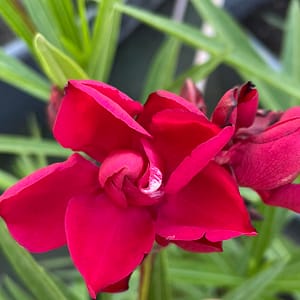 Hegyes Szirmú - szín: bordó