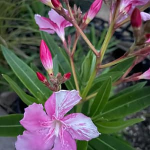 Kewpie - szín: rózsaszín