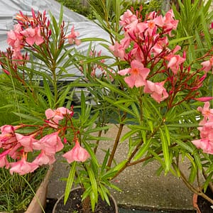 Lazac szimpla - szín: világos lazac