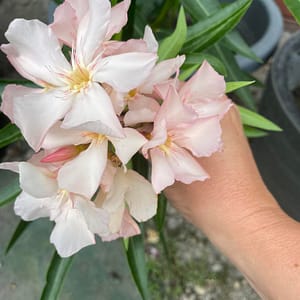 Agnes Campbell - szín: pasztellrózsaszín