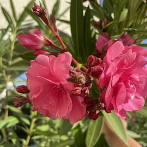 Splendens - dupla virágú óriás rózsaszín