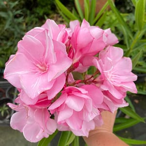 Louis Pouget - szín: rószaszín