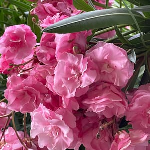 76e99fc1-26e1-4a25-bca0-b0bd1ef8b38f Óriás virágú dupla virágú illatos - szín: rózsaszín