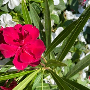 Piros dupla - szín: piros