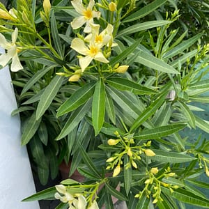 Marie Gambetta – citromsárga