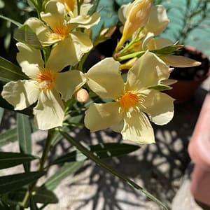 Angiolo Pucci - szín: barack