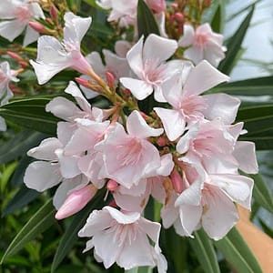 Alsace - szín: krémfehér