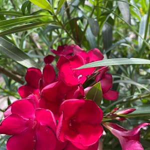 Emilie Sahut - szín: piros