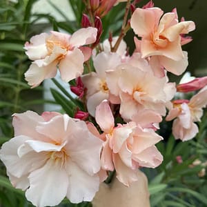 baa7ef7b-f0c6-4c55-8d9b-6d92d4b68a59 Provence - narancssárga télálló