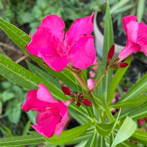 Ciklámen Szimpla - szín: ciklámen