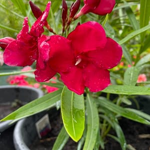 cb7b0ad5-21d2-4c9f-a1c9-c6a822a69ae4 Óriás Piros Szimpla - szín piros