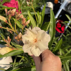 Narancsszoknyás balerina - szín: narancssárga