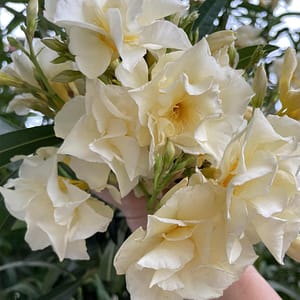 Luteum Plenum - vajsárga télálló