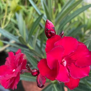 Rubis - szín: mélybordó tripla virágú