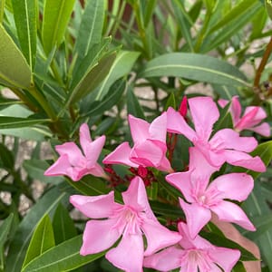 Magaly - szín: rózsaszín