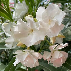 Mont Blanc – szín: fehér