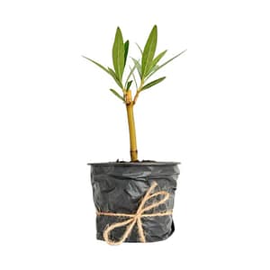 pro Louis Pouget - csemete 10-15 cm