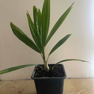 Kínai kenderpálma csemete (10-20cm)