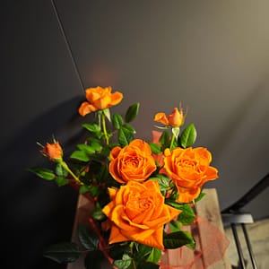 Szóbarózsa narancssárga - díszcsomagolásban