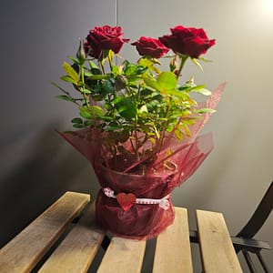 Szóbarózsa vörös - díszcsomagolásban