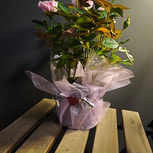 Szóbarózsa púderrózsaszín - díszcsomagolásban