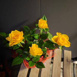 Szóbarózsa citromsárga - díszcsomagolásban